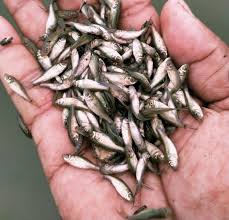 Fish Seed
